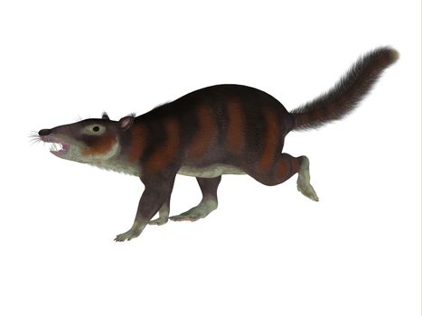 Cronopio was a squirrel-sized mammal that lived with the dinosaurs in the Cretaceous Period of Argentina, South America.