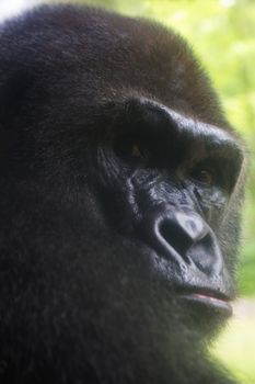 Western lowland gorilla turns and casts decisive, steady gaze over its shoulder.  Location is Henry Doorly Zoo in Omaha, Nebraska, USA.  Selective focus on eyes and facial expression.