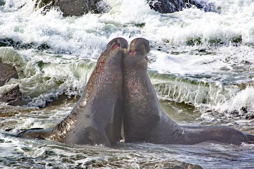 Two, bull northern elephant seals bellow and battle in Pacific Ocean surf.  Location is Piedras Blancas Elephant Seal Rookery near San Simeon and Cambria in California. 