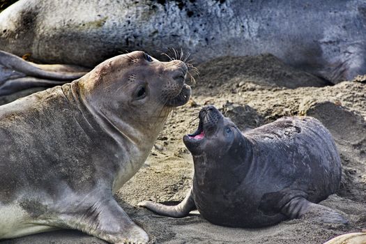 Communications interaction of mother elephant seal and pup.  Location is Piedras Blancas Elephant Seal Rookery near San Simeon and Cambria in California. 