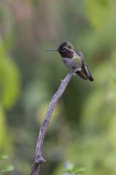 Tiny hummingbird perches on end of branch.  Location is Arizona Sonora Desert Museum in America's Southwest.  Shallow depth of field with focus on bird. 