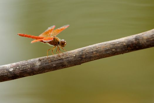 Image of dragonfly perched on a tree branch