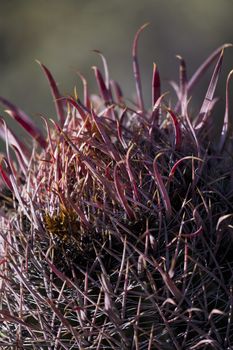 Intriguing appearance of Baja Fire Barrel cactus matches its name.  Fishhook needle adds further interest. Outdoor location of this plant is Arizona Sonora Desert Museum in Tucson.  