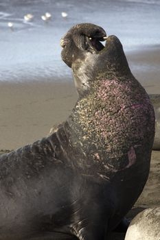 Elephant seal male, earlier pink of battle scars and wounds visible, bellows in rousing challenge at Piedras Blancas Rookery near Cambria, California. 