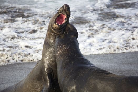 Concept of fierce battle shown in vicious bite by warring bull elephant seal striving for alpha dominance. Location is Piedras Blancas Rookery near Cambria, California. The massive sea mammals in their natural environment are a tourism attraction. 