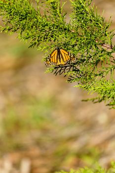 Selective focus on monarch butterfly resting on evergreen branch.  Bokeh provides copy space in vertical image.  Location is Pismo Beach Monarch Butterfly Grove in California on the Pacific coast. 