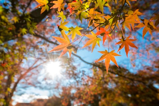 autumn leaves Yellow, orange and red in beautiful fall park.