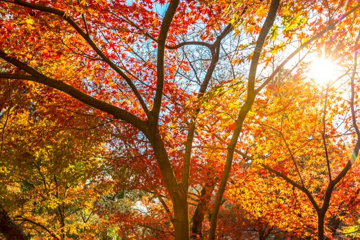 autumn leaves Yellow, orange and red in beautiful fall park.