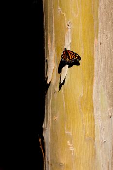 One monarch butterfly displayed against eucalyptus tree bark with black copy space.  Location is Pismo Beach Monarch Butterfly Grove, a winter rookery on the California coast. Overwintering monarchs are a nature event and tourist attraction.  