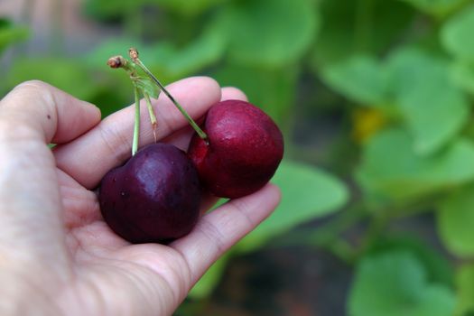 Cherry fruit, a fruits that rich vitamin C, agriculture product import  to Vietnam