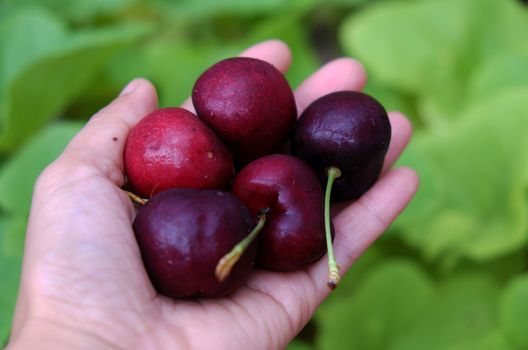 Cherry fruit, a fruits that rich vitamin C, agriculture product import  to Vietnam