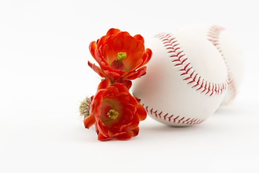 Two baseballs placed with hedgehog cactus flowers reflect spring cactus league in Arizona.