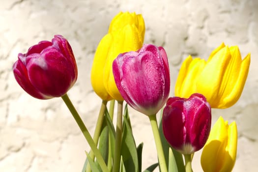 Fresh dew glistens on spring tulips in sunny bloom against stucco background.  Copy space on  background. 