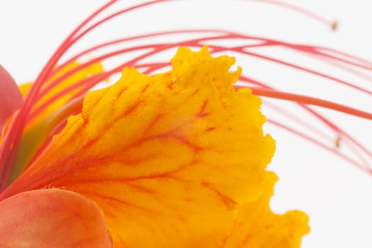 Closeup of flower blossom from caesalpinia pulcherrima also known as Red Bird of Paradise.  Bright orange-red flowers top a large, drought resistant, subtropical plant for Southwestern and Mexican gardens. 