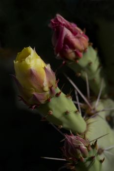 Two buds of prickly pear cactus against dark shadow.  Blooms are in different developmental stages.  Location is Saguaro National Park in Tucson, Arizona. 