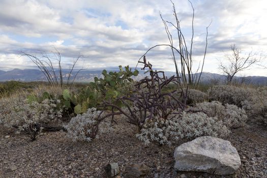 Sonoran desert vegetation of East division of Saguaro National Park holds ocotillo, prickly pear, cholla, brittlebush and more.  It has views of the Rincon Mountains to the east and the Catalina Mountains to the north.  