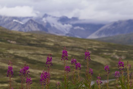 Selected focus on wildflowers in bloom along Haines Highway with snow and fog of St. Elias Mountain Range behind.  Copy space on horizontal image. 