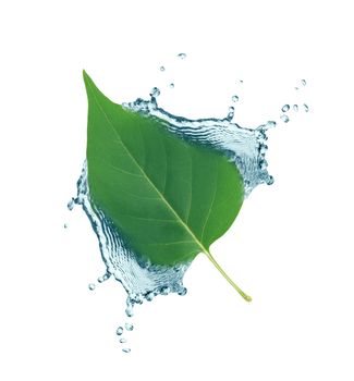 Ecology concept. One green leaf in water splash on white background