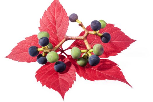autumn colorfu l leaves of parthenocissus with green and dark blue grapes  isolated  on white background.