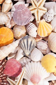 Background of colorful various kinds of sea shells.