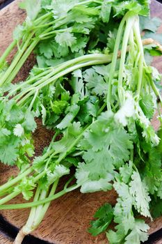 Bunch of fresh coriander on a wooden table