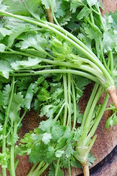 Bunch of fresh coriander on a wooden table