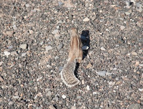 chipmunk funny animal Fuerteventura island Canarian Islands