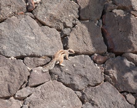 chipmunk funny animal Fuerteventura island Canarian Islands