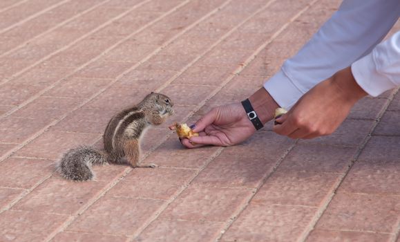 chipmunk funny animal with Woman Fuerteventura island Canarian Islands