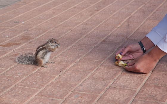 chipmunk funny animal with Woman Fuerteventura island Canarian Islands