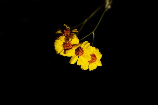 Elegant black background with desert brittle bush blossoms and fresh dew