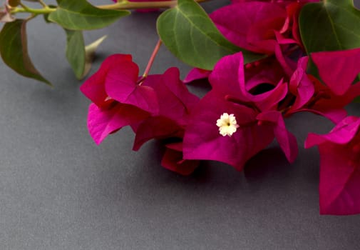 Bougainvillea flower and leaves in right corner.  Horizontal image with gray background and copy space