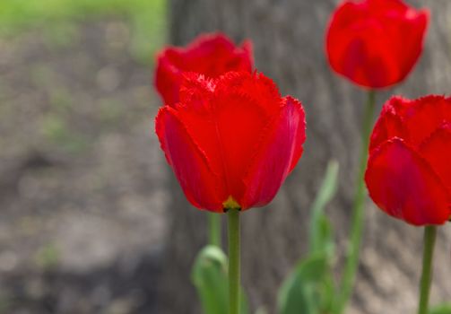 Selective focus on front red tulip in shallow depth of field to emphasize spring beauty metaphor.  Location is Chicago suburb in Illinois in America's Midwest region. 