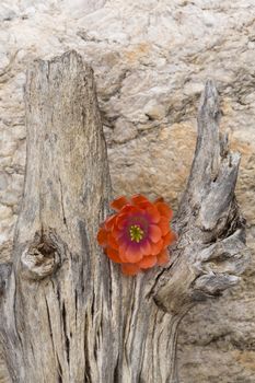 Single, orange flower is sharp, metaphoric contrast on dead saguaro wood.  Location is Tucson, Arizona in America's Southwest. Flower is blossom of hedgehog cactus. 