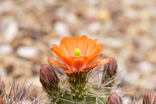 Orange hedgehog cactus and buds.  Closeup with blossom and thorns. Horizontal image with copy space to sides and above. Location is Tucson, Arizona, in America's Southwest. 