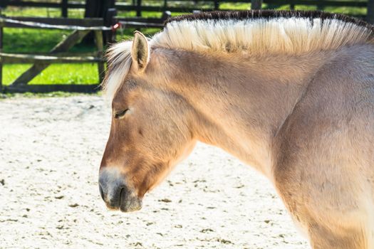 Small white horse, pony a paddock.