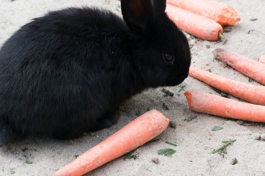 Funny black rabbits with a carrot sitting on sandy soil.