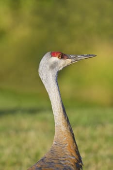 Close up of sandhill crane with head turned to right.  Copy space on natural, green background of vertical image.  Location is Homer, Alaska. 