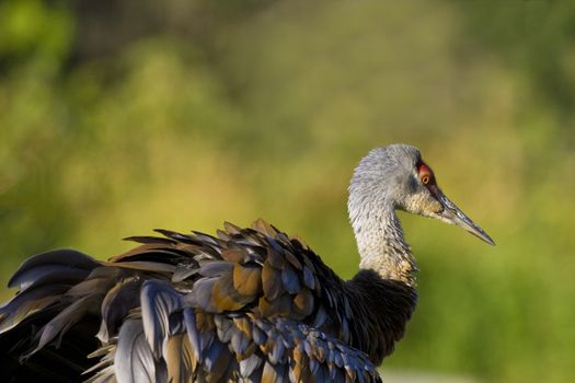 Sandhill crane displays rustic brown and gray hues of its ruffled feathers.  Location is Homer, Alaska. Copy space available around bird. 
