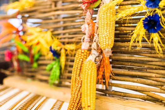 Dried gold corn as a decoration hanging on a wooden fence