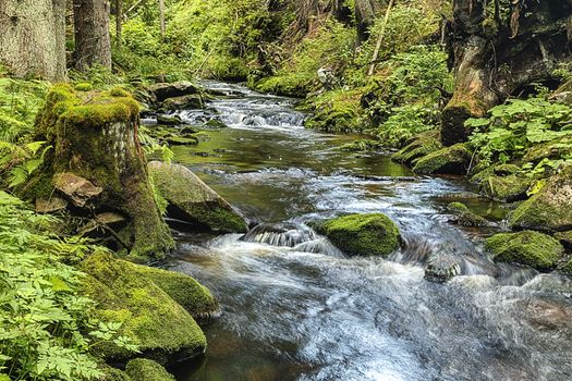 The primeval forest with mossed ground and the creek - HDR
