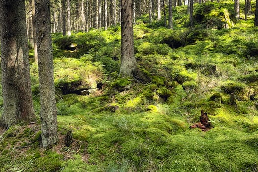 The primeval forest with mossed ground-HDR
