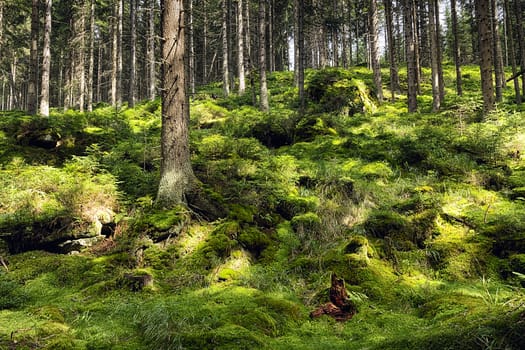 The primeval forest with mossed ground-HDR
