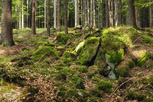 The primeval forest with mossed ground-HDR
