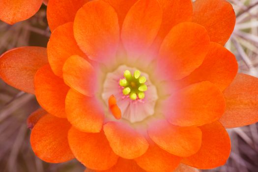 Closeup of orange hues of multiple petals on a hedgehog cactus flower with contrasting green of stamen visible, a symbol of the desert's unique beauty. 