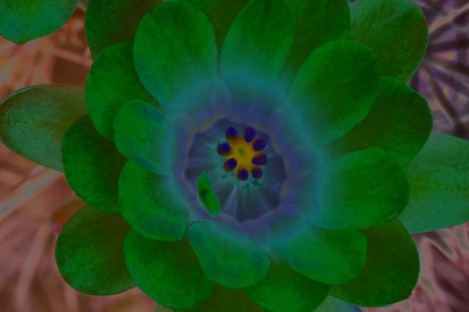 Special effects of solarized filter applied to create serenity blue and neon green blossom.  Original flower is a desert hedgehog cactus.  