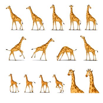 Set of African Giraffes separate images. Digital painting  full color cartoon style illustration isolated on white background.