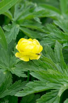 Peony on green background