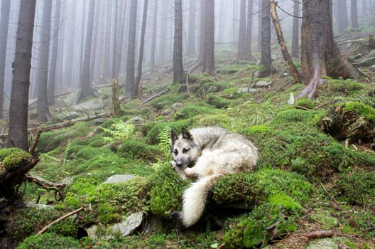 Beautiful summer forest mountain path