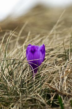 Spring crocus flowers on green natural background. Selective focus